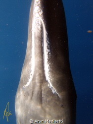 telltale white jawline of a sperm whale.  (taken under go... by Arun Madisetti 